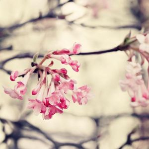 Images - mylusciouslife.com - spring blossom.jpg